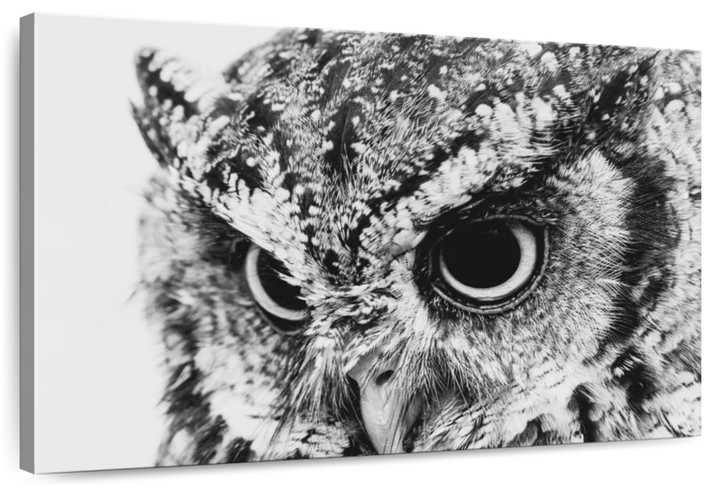 Staring Owl Wall Art