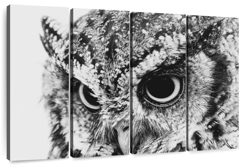 Staring Owl Wall Art