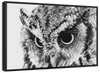 Staring Owl Wall Art