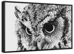Staring Owl Wall Art