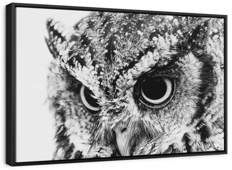 Staring Owl Wall Art