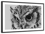 Staring Owl Wall Art
