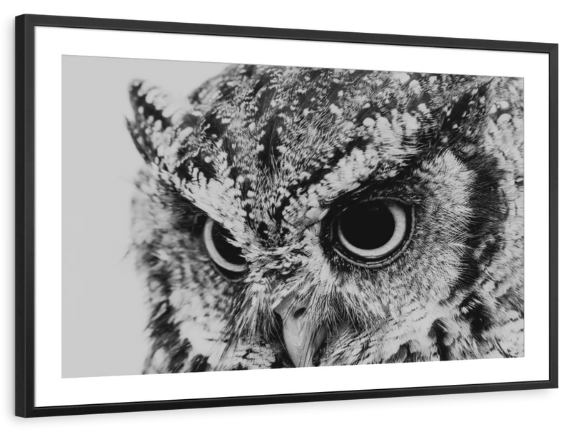 Staring Owl Wall Art