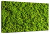 Green Reindeer Moss Wall Art