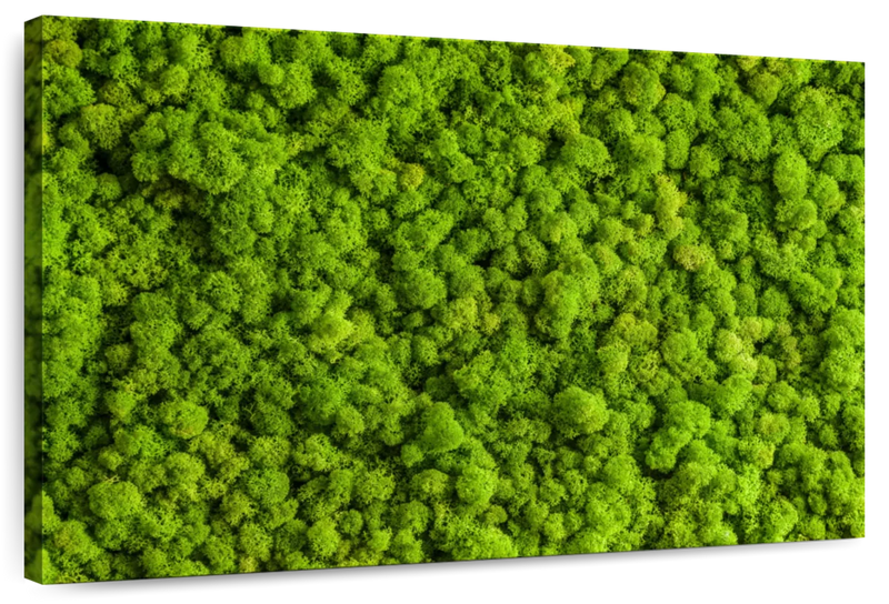 Green Reindeer Moss Wall Art