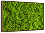 Green Reindeer Moss Wall Art