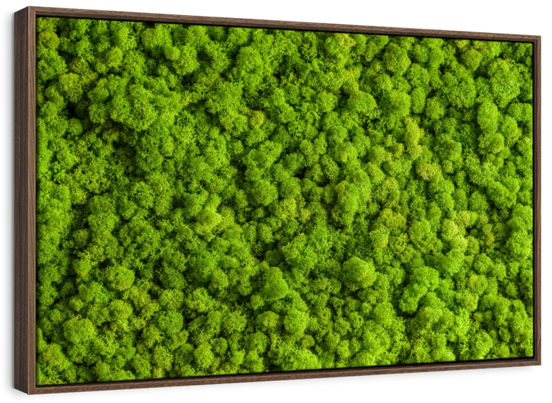 Green Reindeer Moss Wall Art