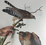 Red-shouldered Hawk