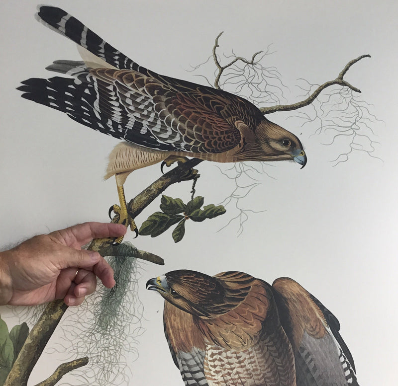 Red-shouldered Hawk
