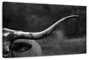 Texas Longhorn Cattle Wall Art