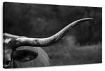 Texas Longhorn Cattle Wall Art