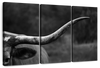 Texas Longhorn Cattle Wall Art