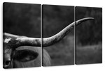 Texas Longhorn Cattle Wall Art