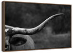 Texas Longhorn Cattle Wall Art
