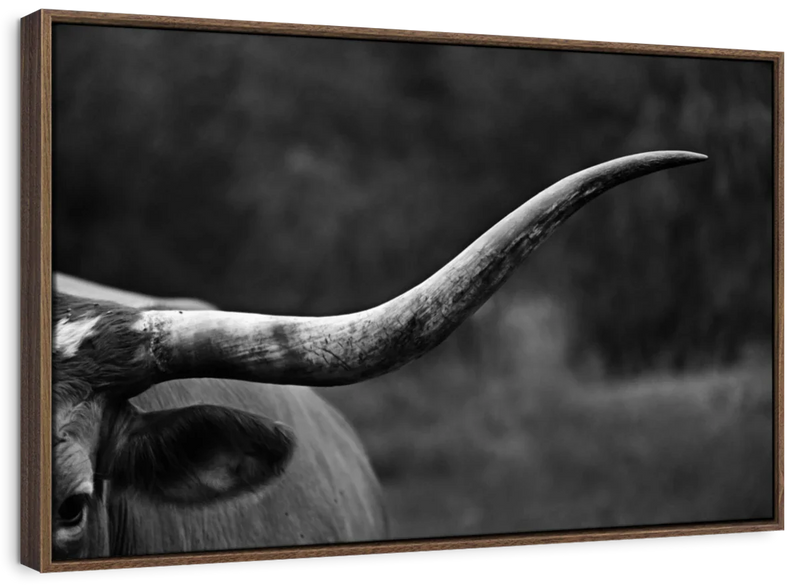 Texas Longhorn Cattle Wall Art