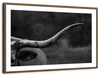 Texas Longhorn Cattle Wall Art