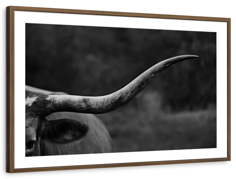 Texas Longhorn Cattle Wall Art