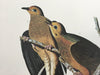 Carolina Turtle Dove