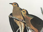 Carolina Turtle Dove