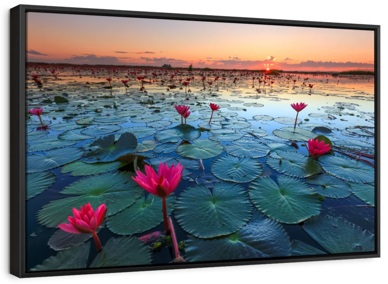 Lake Nong Harn Lotus Wall Art