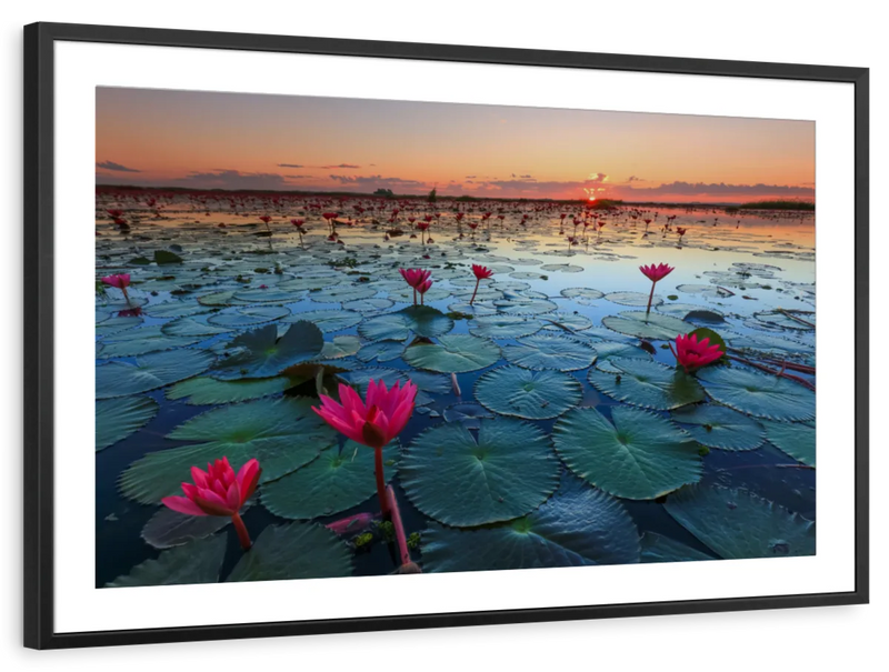 Lake Nong Harn Lotus Wall Art