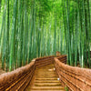 Japanese Bamboo Forest Arashiyama Woods Wall Mural #6043