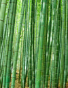 Japanese Bamboo Forest Arashiyama Woods Wall Mural #6043