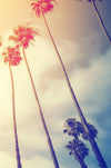 Retro California Sunset Palmtree Wall Mural #6050