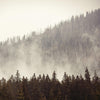 Foggy Misty Forest Tree Over Mountain Wall Mural. #6171