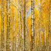 Autumn Scenic Birch Tree Forest Wall Mural | Peel and Stick Wallpaper. #6202