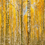 Autumn Scenic Birch Tree Forest Wall Mural | Peel and Stick Wallpaper. #6202
