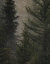 Misty Pine Tree Forest Landscape Wallpaper. Peel and Stick Wall Mural. Self Adhesive Nursery Wall Decor. #6237