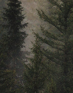 Misty Pine Tree Forest Landscape Wallpaper. Peel and Stick Wall Mural. Self Adhesive Nursery Wall Decor. #6237