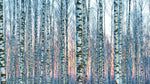 White Birch Tree Forest Wall Mural Wallpaper. Sunset Scenery. #6246