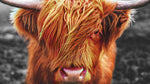 Highland Cow Cattle Head Wall Mural - Farmhouse Charm for Your Home. #6279