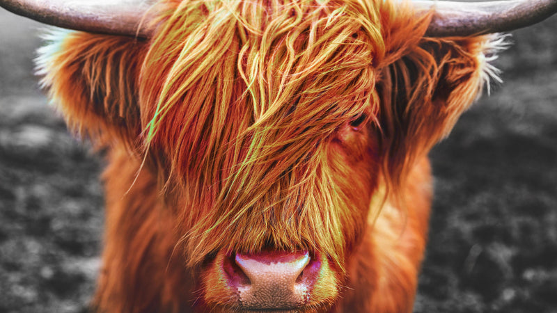 Highland Cow Cattle Head Wall Mural - Farmhouse Charm for Your Home. #6279