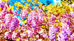 Colorful Purple Wisteria Flower Wall Mural. Peel and Stick Wallpaper. #6307