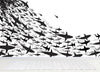 Shark Frenzy Underwater Wall Mural. Peel and Stick Wallpaper. Black and White Shark Silhouettes  #6347