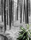 Black and White Forest Landscape Wall Mural. Peel and Stick Wallpaper. #6365