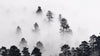 Foggy Forest Wallpaper Black and White Wall Mural. #6368