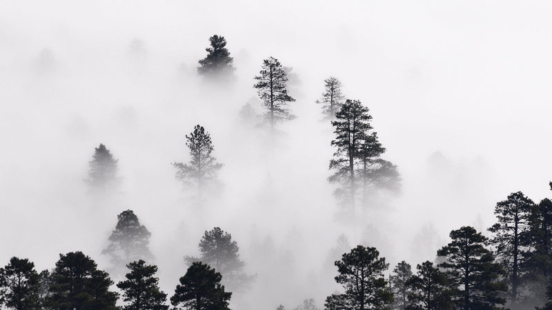 Foggy Forest Wallpaper Black and White Wall Mural. #6368