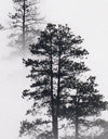 Foggy Forest Wallpaper Black and White Wall Mural. #6368