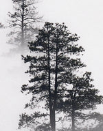 Foggy Forest Wallpaper Black and White Wall Mural. #6368