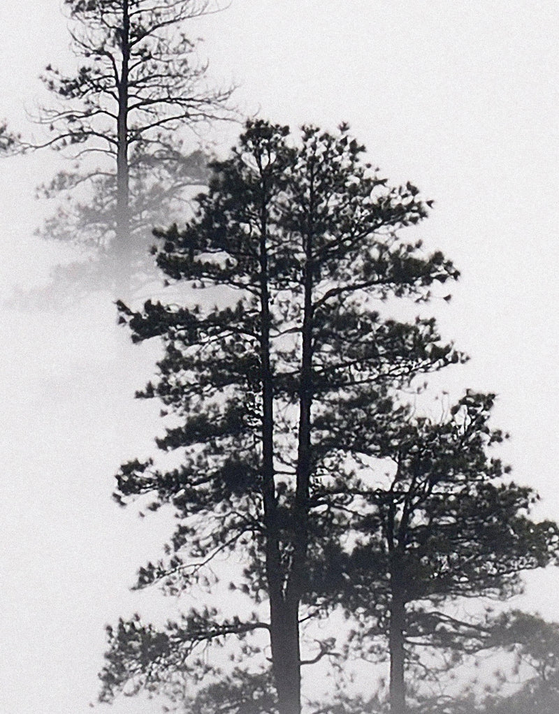 Foggy Forest Wallpaper Black and White Wall Mural. #6368