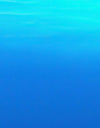 Jellyfish Floating Underwater Wall Mural. Deep Blue Ocean Peel and Stick Wallpaper. #6405