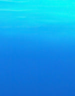 Jellyfish Floating Underwater Wall Mural. Deep Blue Ocean Peel and Stick Wallpaper. #6405
