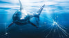Great White Shark Attack Aquarium Glass Wall Mural. Peel and Stick Wallpaper. #6424