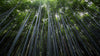 Tall Bamboo Tree Forest Wall Mural. Peaceful, Serenity, Zen Background Wallpaper. #6463