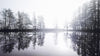 Foggy Woodland Wall Mural. Warm Grey Misty Forest Lakeview Peel and Stick Wallpaper. #6474