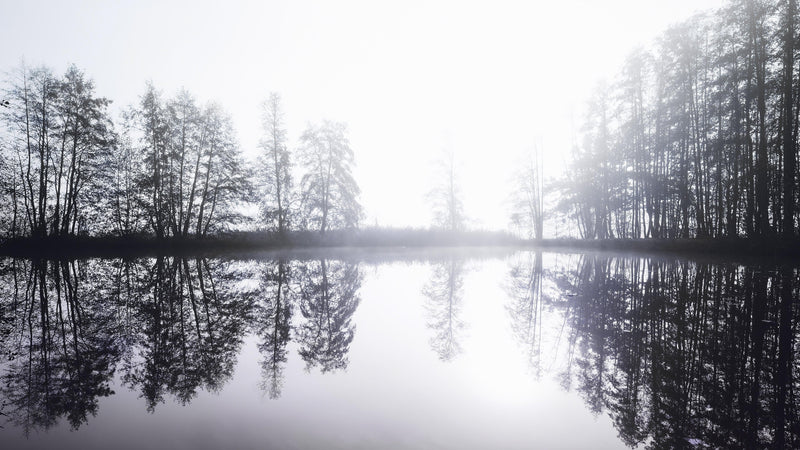 Foggy Woodland Wall Mural. Warm Grey Misty Forest Lakeview Peel and Stick Wallpaper. #6474
